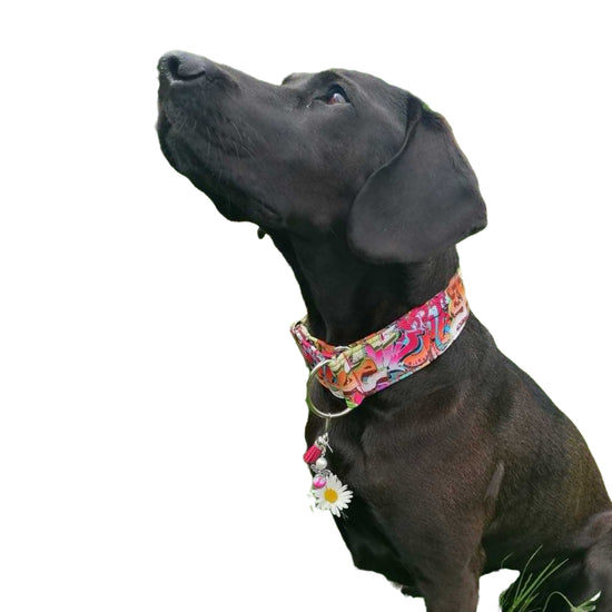 Luxus Hundehalsband aus Nappaleder 5 cm breit, Wunschfarbe